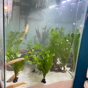 BUY 2 GET 1 FREE – Java Fern Microsorum Pteropus LARGE Easy Live Aquarium Plant (Freshwater)