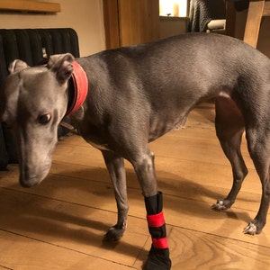 dog boots for missing paw