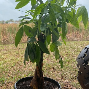 cherbutler ha añadido una foto de su compra