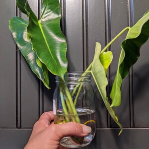 chedrost added a photo of their purchase