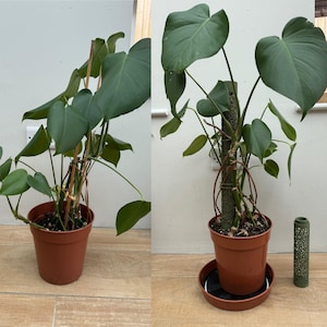 rebecca さんが購入した商品の写真を追加しました