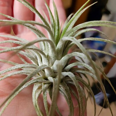 Large Tillandsia Ionantha Guatemala Air Plants - Live Indoor/Outdoor Air Purifying Succulents (2-3 Inches)