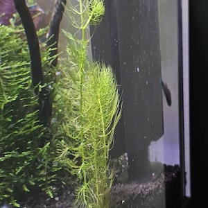 Angella ha añadido una foto de su compra