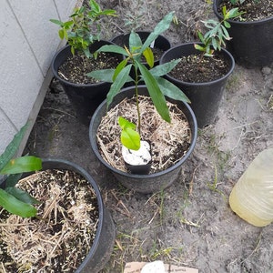 Purple Malay Apple Syzygium Malaccense Fruit Tree Starter - Etsy