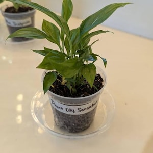 snake plant buy Sansevieria Trifasciata Snake Plant - Outdoor Plants main image 0