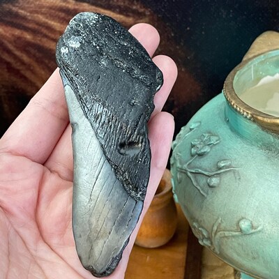 Broken Megalodon Shark Teeth, Real Fossil Sharks Tooth, Unique Arts and
