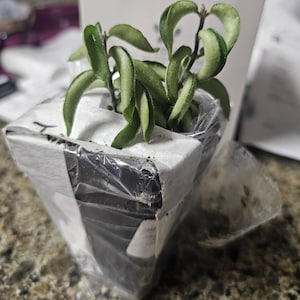 Della added a photo of their purchase