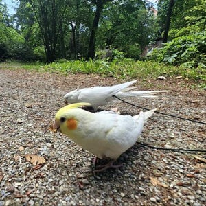 karrot heeft een foto van de aankoop toegevoegd
