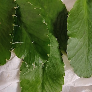 Jocklyn ha añadido una foto de su compra