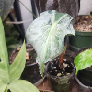 Crystal ha añadido una foto de su compra