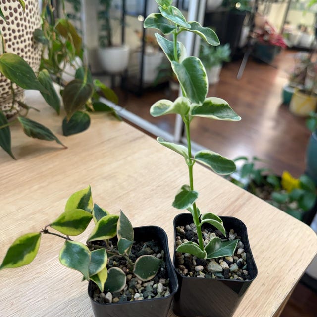 Hoya bakoensis (Outer Variegated) Rooted Plant for Sale – Hoya