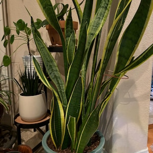Sylvia added a photo of their purchase