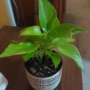 Alissa added a photo of their purchase
