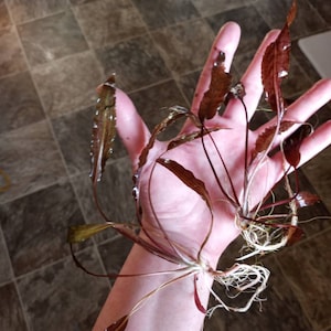 Michelle adicionaram uma foto da sua compra