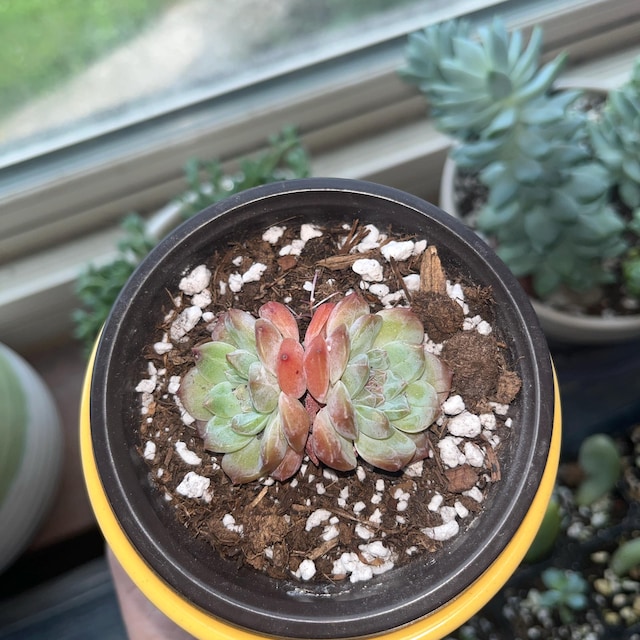 エケベリア シュガークリスタル多肉植物 - Etsy 日本