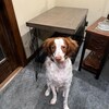 Exposed Live Edge Dog Crate photo