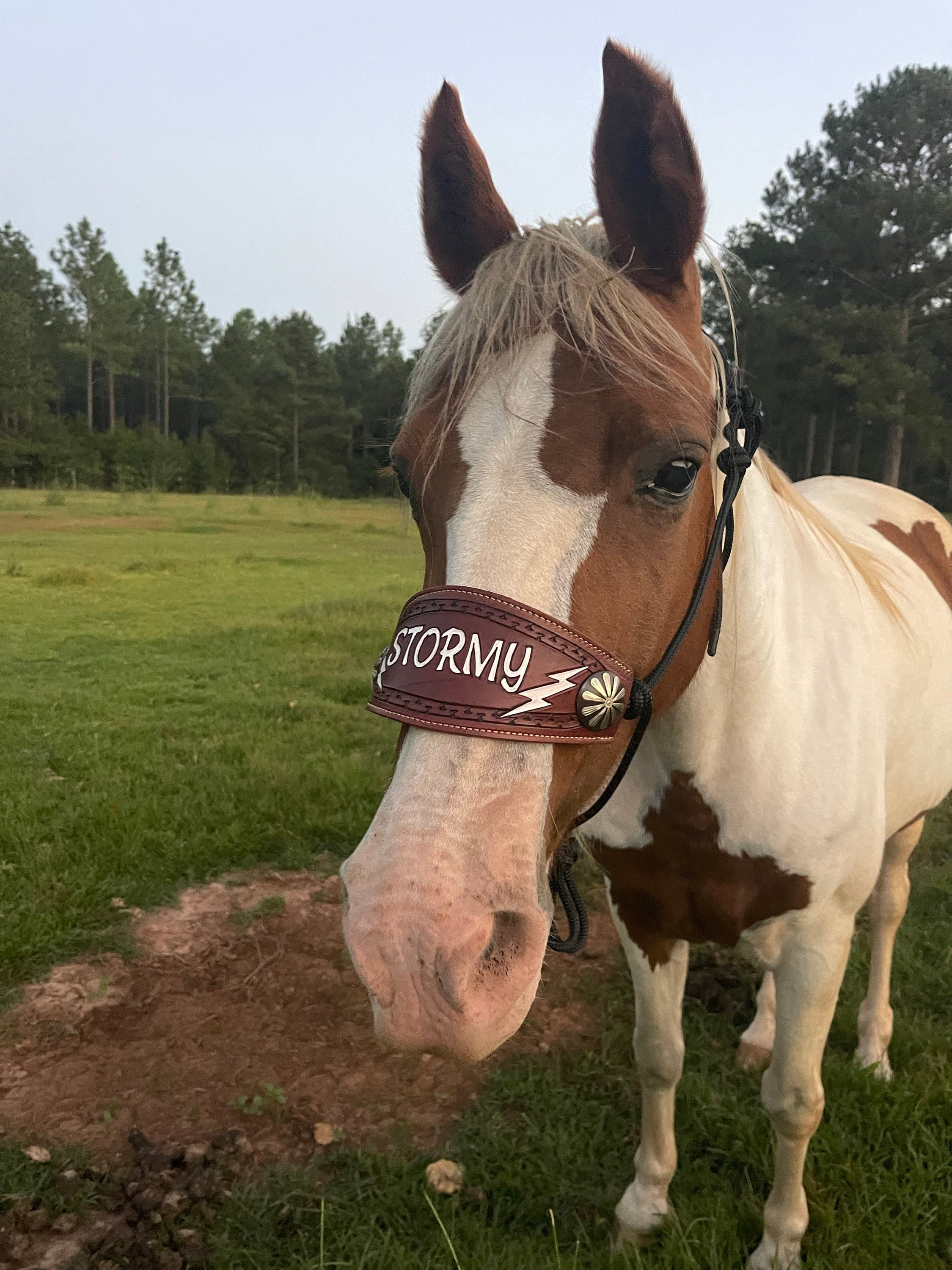 Custom Bronc Noseband with Premium Yacht Rope Halter