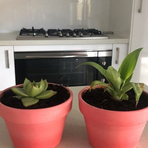 Chloe added a photo of their purchase