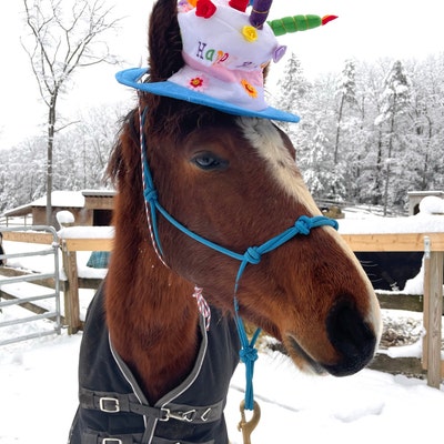 Birthday Hat for Horse or Pony With Candles Soft Equine Birthday Hat