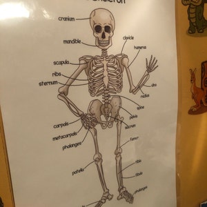 Póster de esqueleto humano para niños, impresiones descargables de huesos  humanos, pósteres educativos Montessori para niños pequeños, decoración de  aula para escuela en casa imprimible -  España