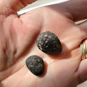 LANDICHEFF added a photo of their purchase