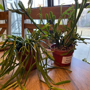 Stephanie added a photo of their purchase