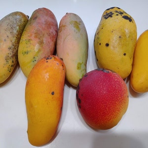 Rotten Mango 🥭 