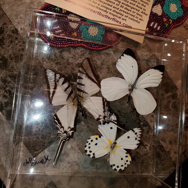 Butterfly Artwork by John Jurek Give by NATUREARTBUTTERFLIES