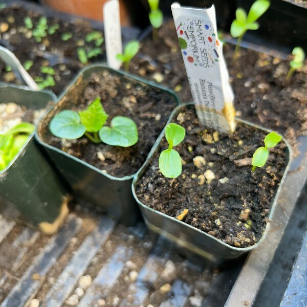 Passiflora Mollissima – Fruit De La Passion Banane