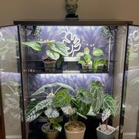 Monstera Fan Monstera Fan Cover - Etsy