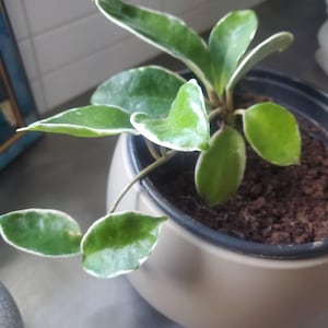 Francoise a ajouté une photo de son achat