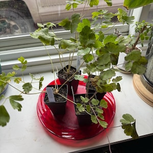 Etsy-Käufer:in hat ein Foto des gekauften Artikels hinzugefügt