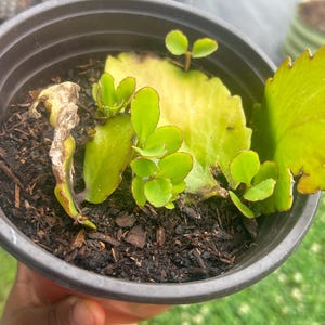 Vee ha añadido una foto de su compra