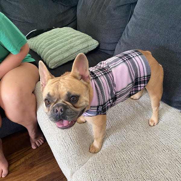 French Bulldog, French Bulldog Clothes, French Bulldog Hoodie, French — free download