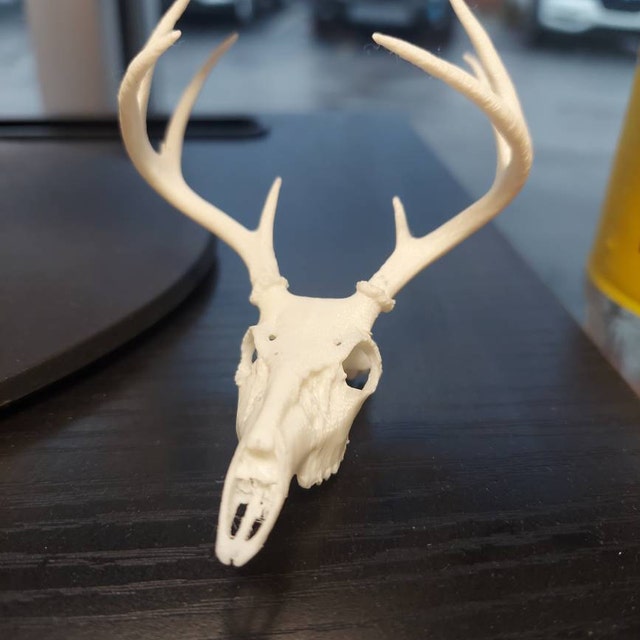 3Dプリントされたミニ鹿の頭蓋骨 - Etsy 日本