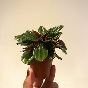 PrintZ added a photo of their purchase