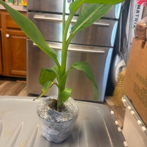 Pat added a photo of their purchase