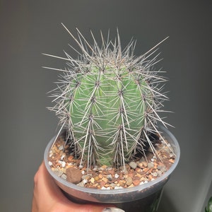 Comprador de Etsy ha añadido una foto de su compra
