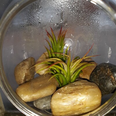 Tillandsia ionatha, also known as sky plant, is an air plant with