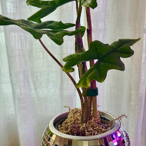 Amy ha añadido una foto de su compra