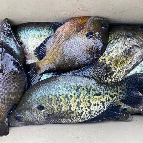 Gabarits Crappie Attachés à La Main 1/16 - FR