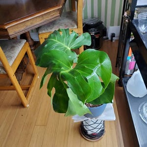 June ha añadido una foto de su compra