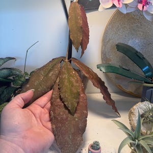 Meredith added a photo of their purchase