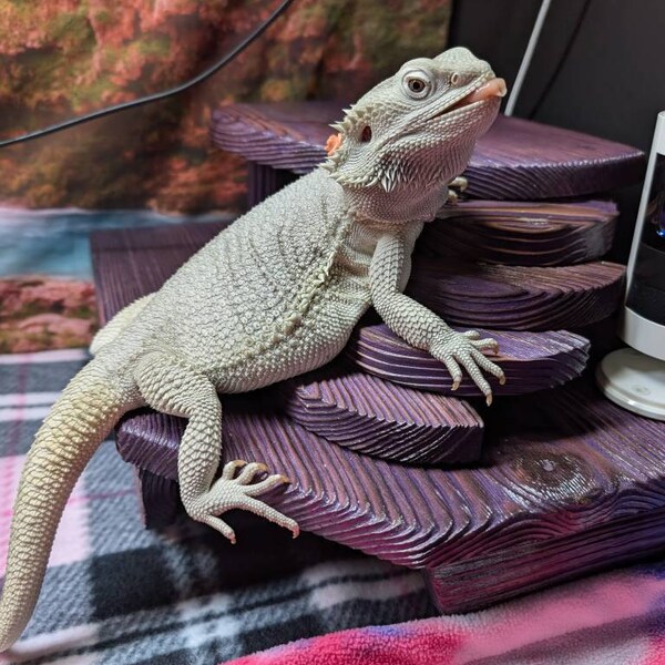 Square Hide With Ramp - Etsy