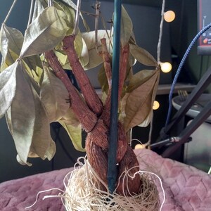 Tyler added a photo of their purchase