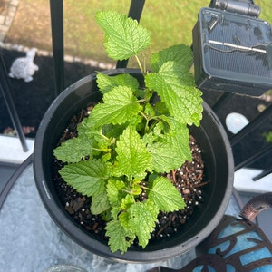Cathy heeft een foto van zijn/haar aankoop toegevoegd
