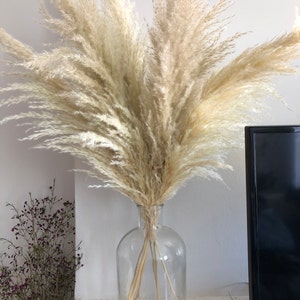 pampas