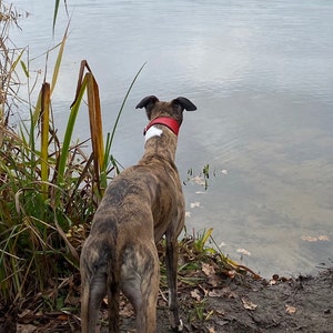 Handmade Greyhound Lurcher Whippet Real Leather Top & Bottom - Etsy UK