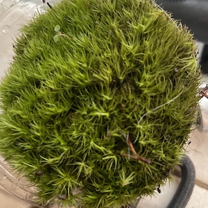 Sakchai added a photo of their purchase