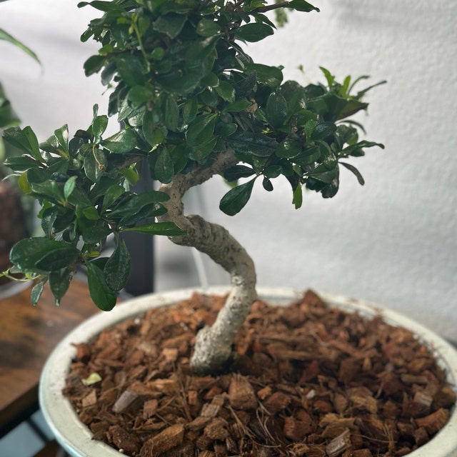 Fukien Tea Bonsai Tree: S-shaped Indoor Garden - Etsy
